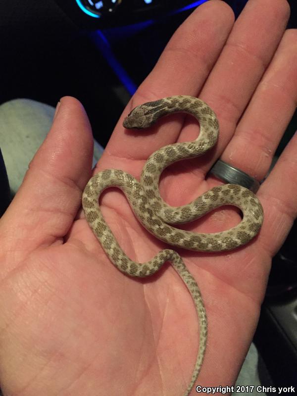 Texas Nightsnake (Hypsiglena jani texana)