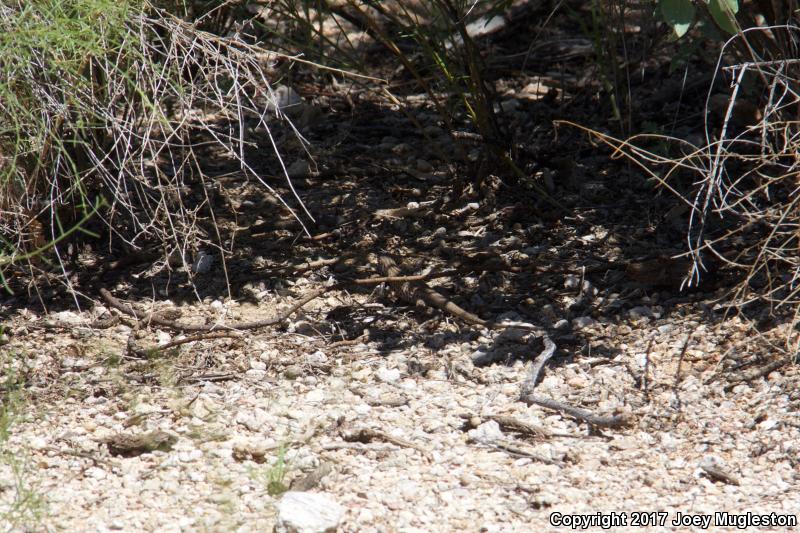 Southern Whiptail (Aspidoscelis tigris punctilinealis)