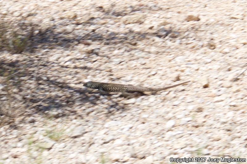 Giant Spotted Whiptail (Aspidoscelis burti stictogramma)