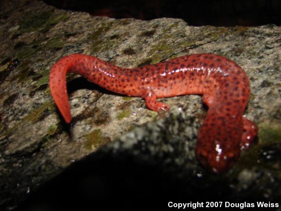 Northern Red Salamander (Pseudotriton ruber ruber)