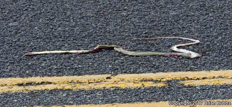 Striped Whipsnake (Coluber taeniatus)