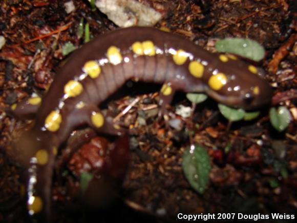 Spotted Salamander (Ambystoma maculatum)