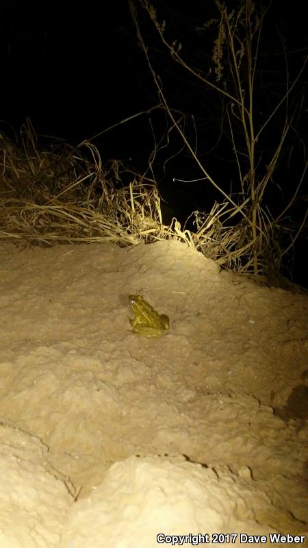 Rio Grande Leopard Frog (Lithobates berlandieri)
