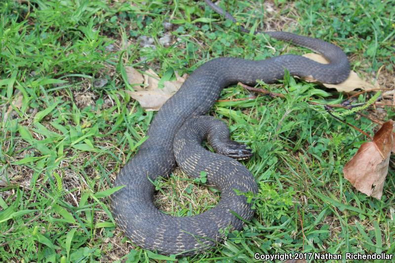 Lake Erie Watersnake (Nerodia sipedon insularum)