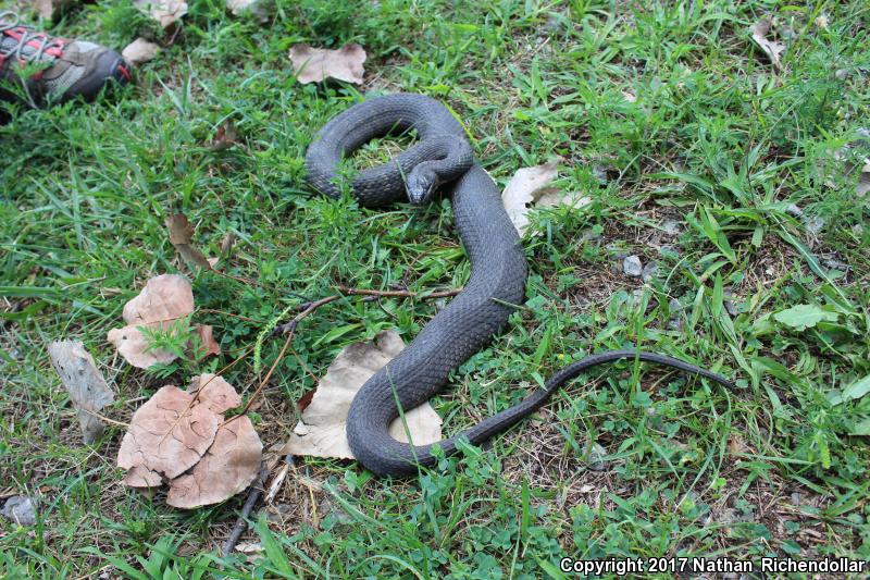 Lake Erie Watersnake (Nerodia sipedon insularum)