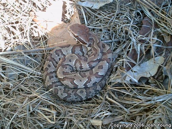 Eastern Cottonmouth (Agkistrodon piscivorus piscivorus)