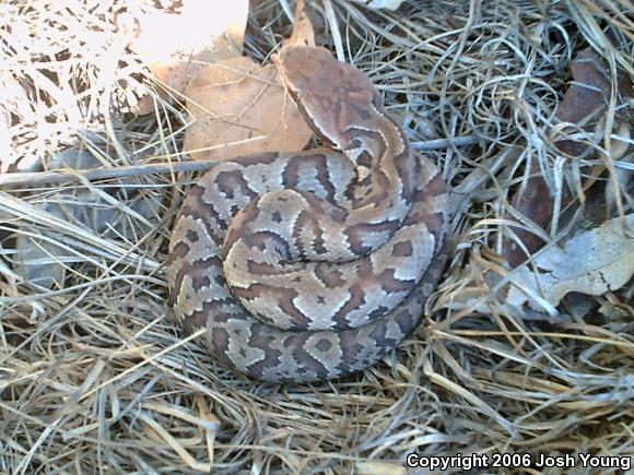 Eastern Cottonmouth (Agkistrodon piscivorus piscivorus)