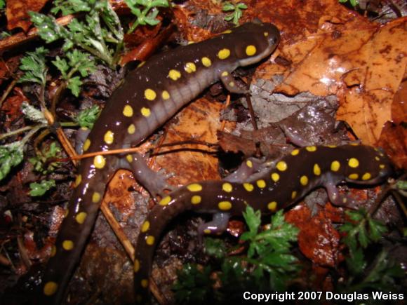 Spotted Salamander (Ambystoma maculatum)