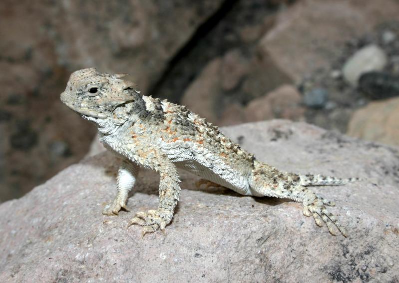 Northern Desert Horned Lizard (Phrynosoma platyrhinos platyrhinos)