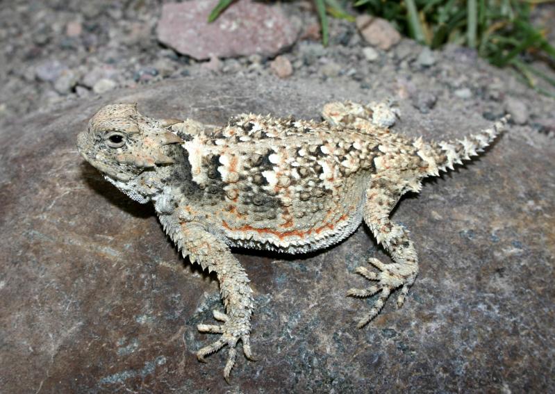 Northern Desert Horned Lizard (Phrynosoma platyrhinos platyrhinos)