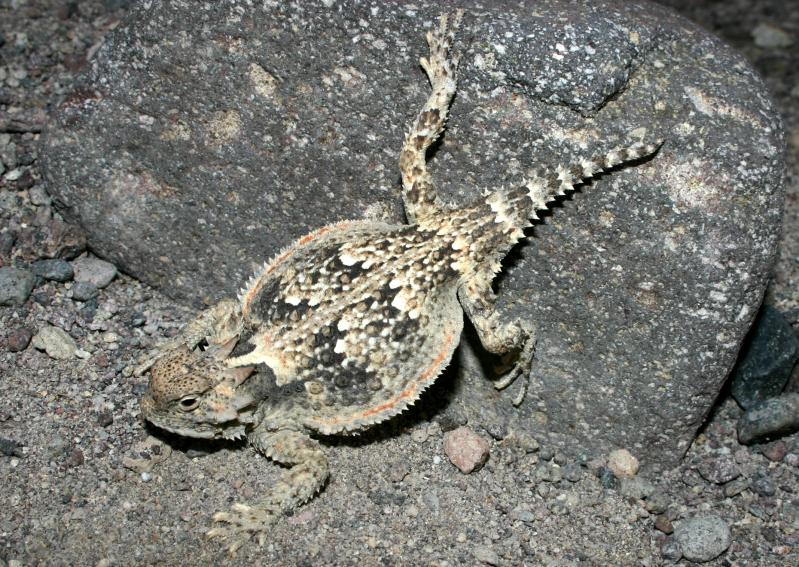 Northern Desert Horned Lizard (Phrynosoma platyrhinos platyrhinos)