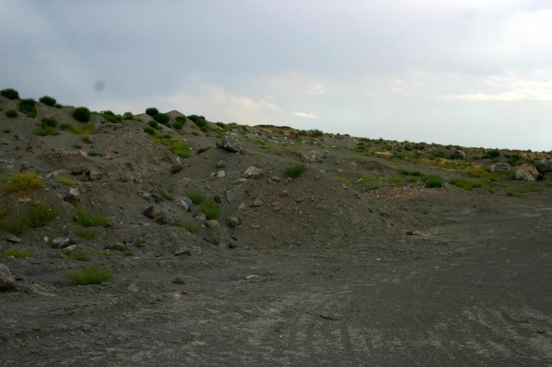 Northern Desert Horned Lizard (Phrynosoma platyrhinos platyrhinos)