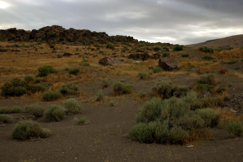 Northern Desert Horned Lizard (Phrynosoma platyrhinos platyrhinos)