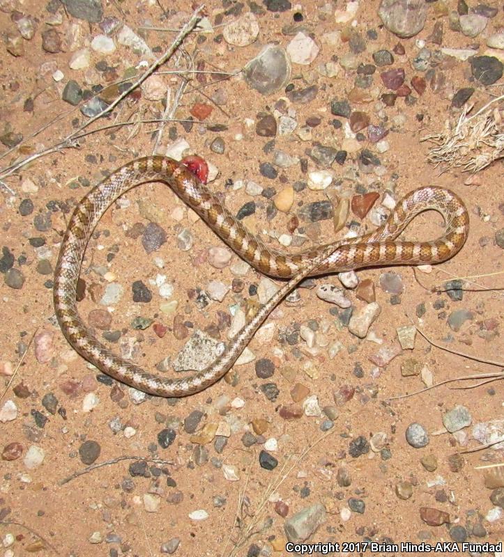 Painted Desert Glossy Snake (Arizona elegans philipi)