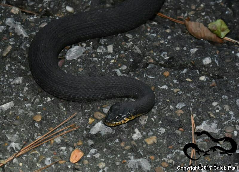 Blotched Watersnake (Nerodia erythrogaster transversa)