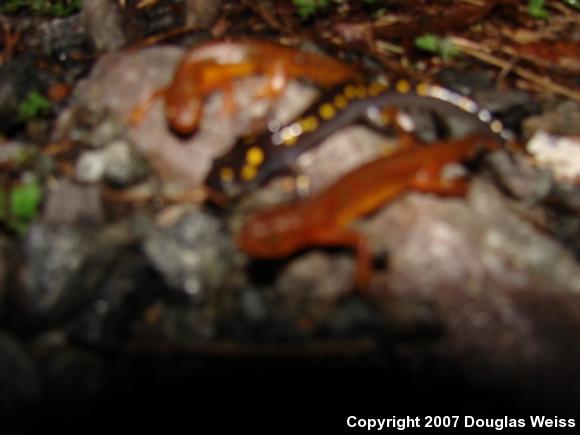 Red-Spotted Newt (Notophthalmus viridescens viridescens)