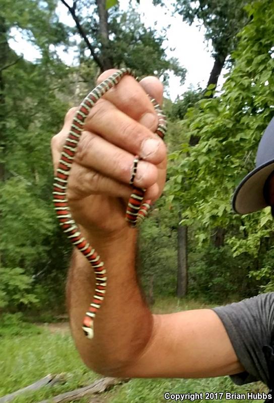 Arizona Mountain Kingsnake (Lampropeltis pyromelana pyromelana)