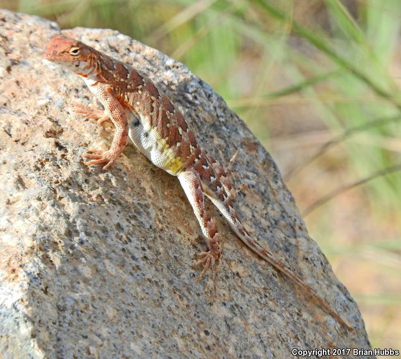 Elegant Earless Lizard (Holbrookia elegans)