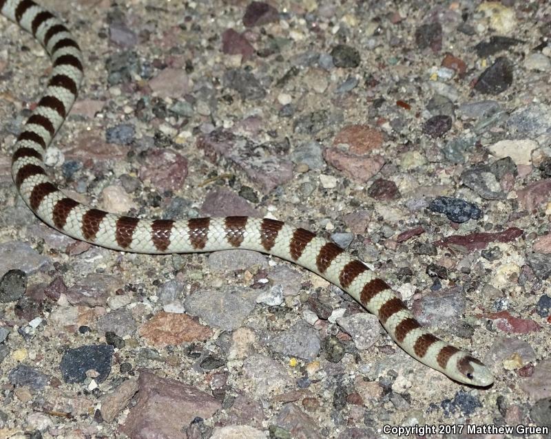 Mojave Shovel-nosed Snake (Chionactis occipitalis occipitalis)