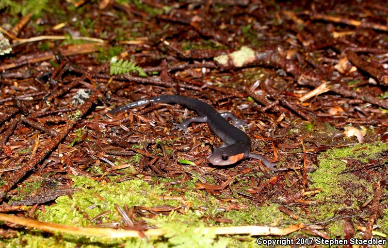 Red-cheeked Salamander (Plethodon jordani)