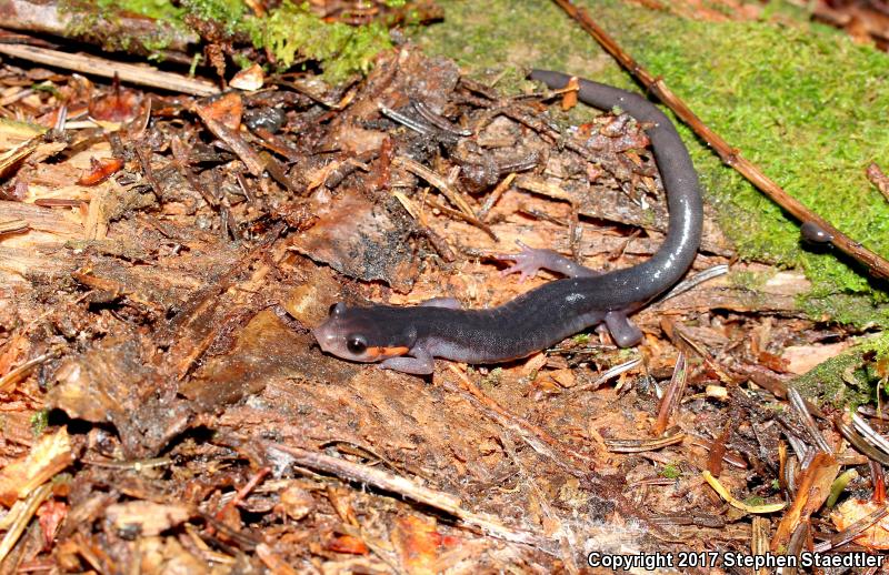 Red-cheeked Salamander (Plethodon jordani)