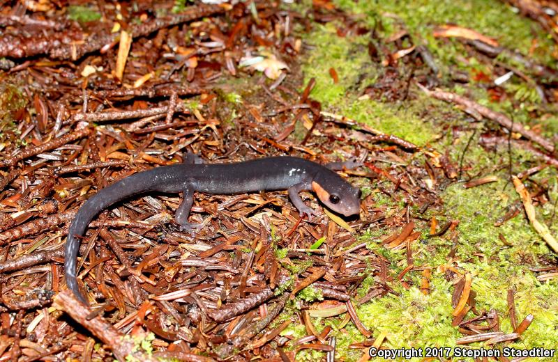 Red-cheeked Salamander (Plethodon jordani)