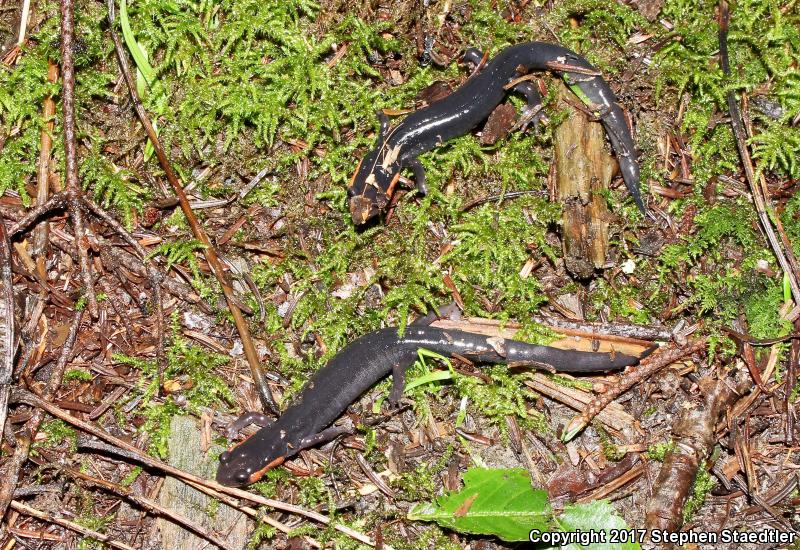 Red-cheeked Salamander (Plethodon jordani)