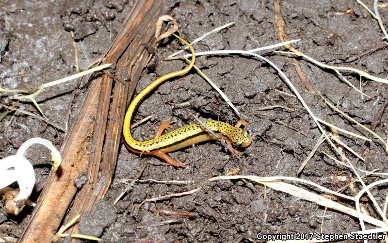 Blue Ridge Two-lined Salamander (Eurycea wilderae)