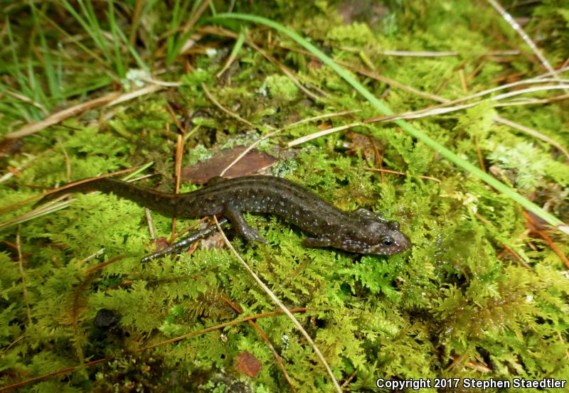 Spotted Dusky Salamander (Desmognathus conanti)