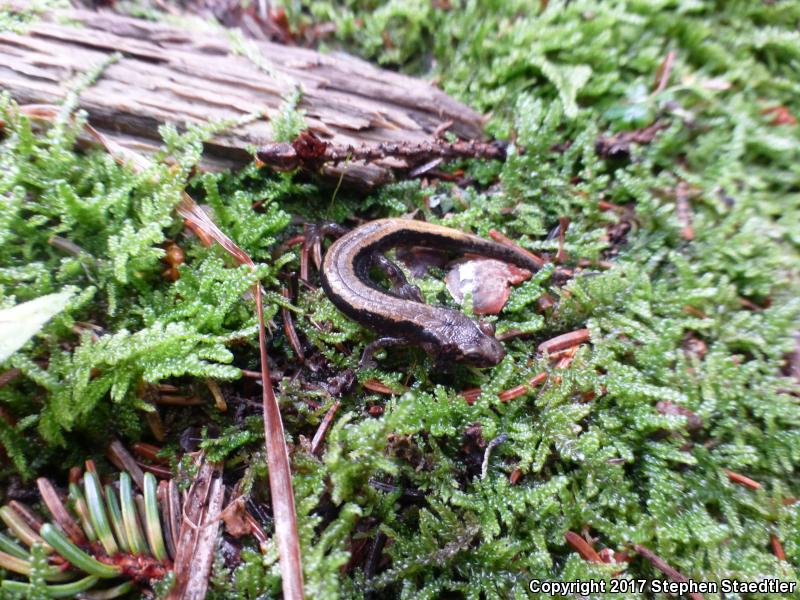 Pygmy Salamander (Desmognathus wrighti)