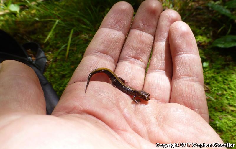 Pygmy Salamander (Desmognathus wrighti)