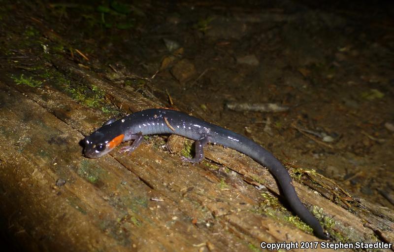 Red-cheeked Salamander (Plethodon jordani)