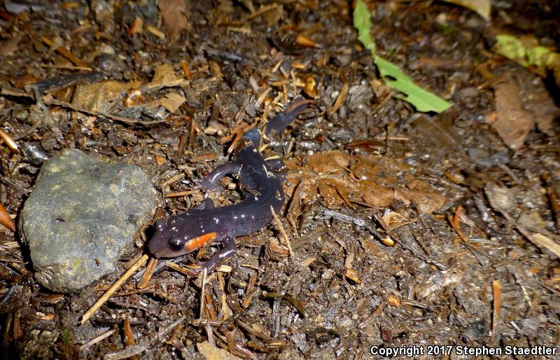 Red-cheeked Salamander (Plethodon jordani)