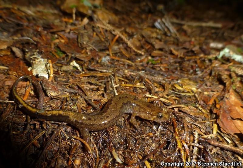 Ocoee Salamander (Desmognathus ocoee)