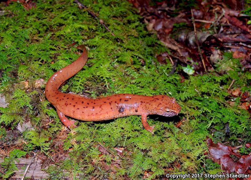 Blue Ridge Spring Salamander (Gyrinophilus porphyriticus danielsi)