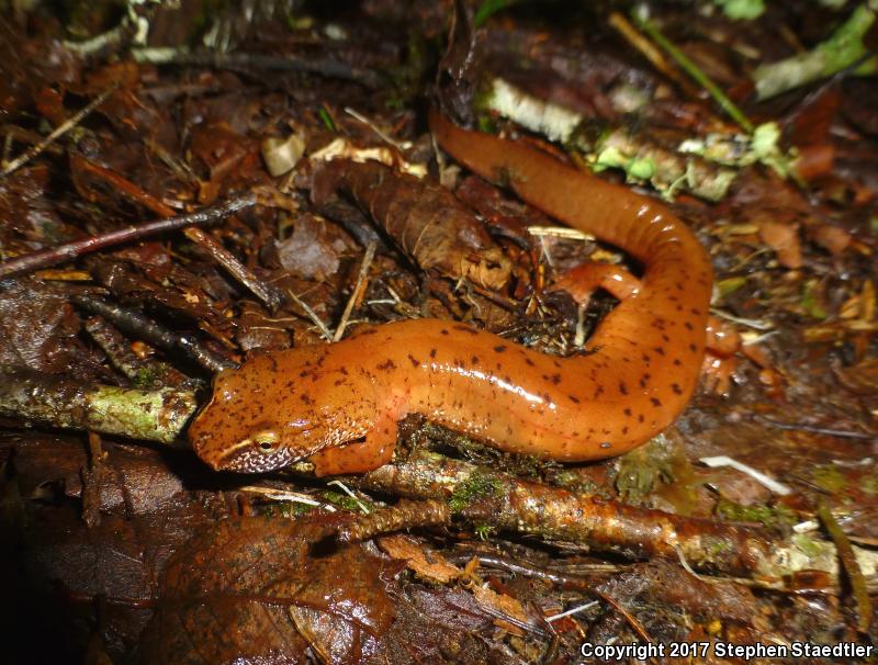 Blue Ridge Spring Salamander (Gyrinophilus porphyriticus danielsi)