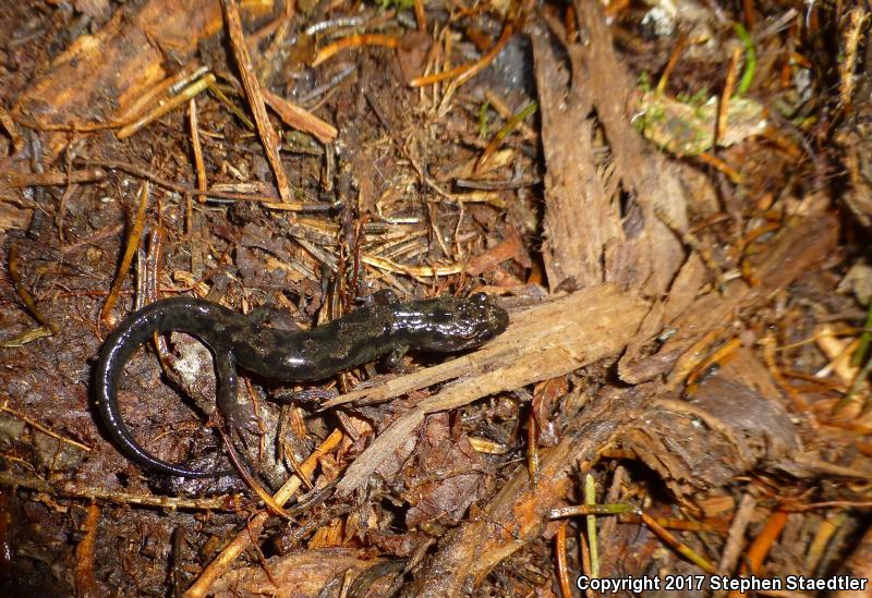 Imitator Salamander (Desmognathus imitator)