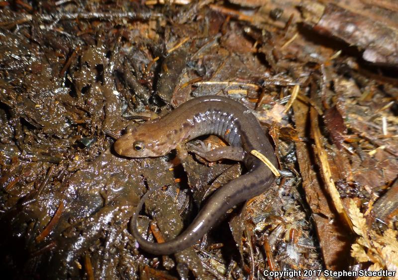 Ocoee Salamander (Desmognathus ocoee)