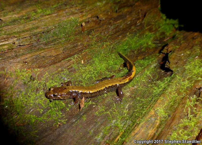 Ocoee Salamander (Desmognathus ocoee)