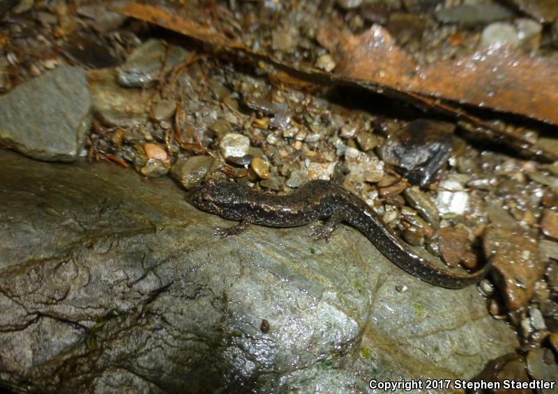 Spotted Dusky Salamander (Desmognathus conanti)