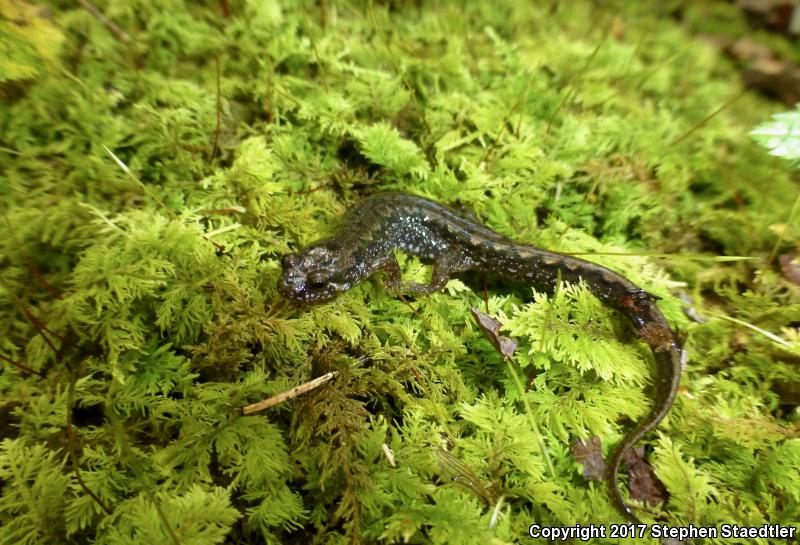 Spotted Dusky Salamander (Desmognathus conanti)