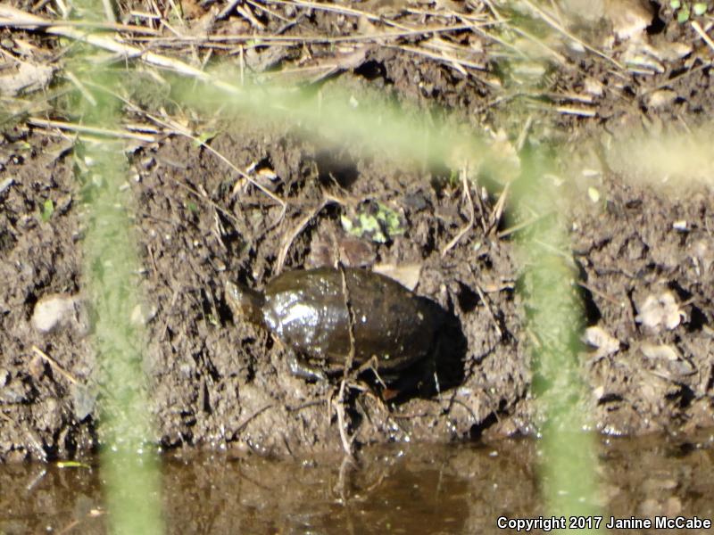Sonoran Mud Turtle (Kinosternon sonoriense)