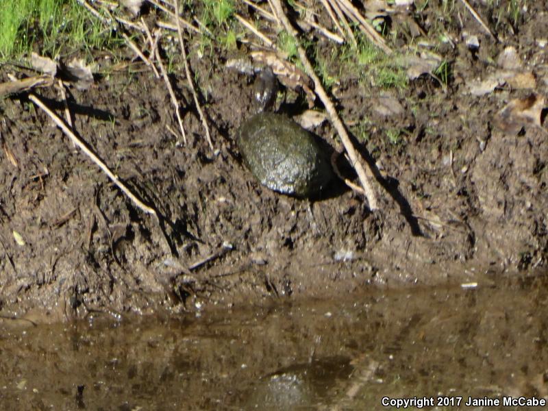 Sonoran Mud Turtle (Kinosternon sonoriense)