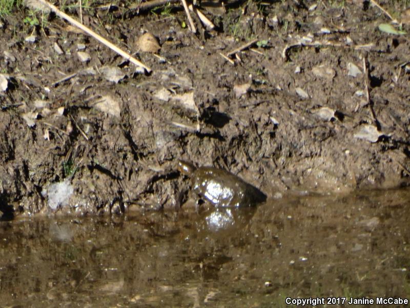 Sonoran Mud Turtle (Kinosternon sonoriense)