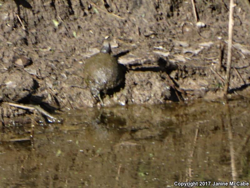 Sonoran Mud Turtle (Kinosternon sonoriense)