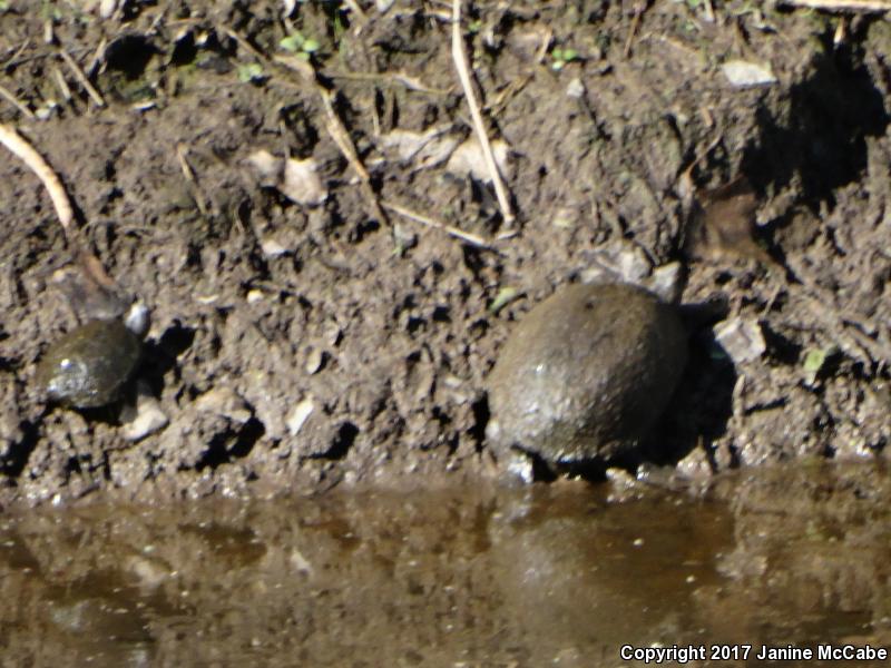 Sonoran Mud Turtle (Kinosternon sonoriense)