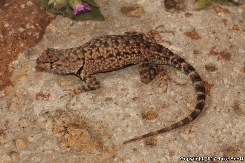 Presidio Canyon Lizard (Sceloporus merriami longipunctatus)