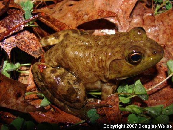 American Bullfrog (Lithobates catesbeianus)