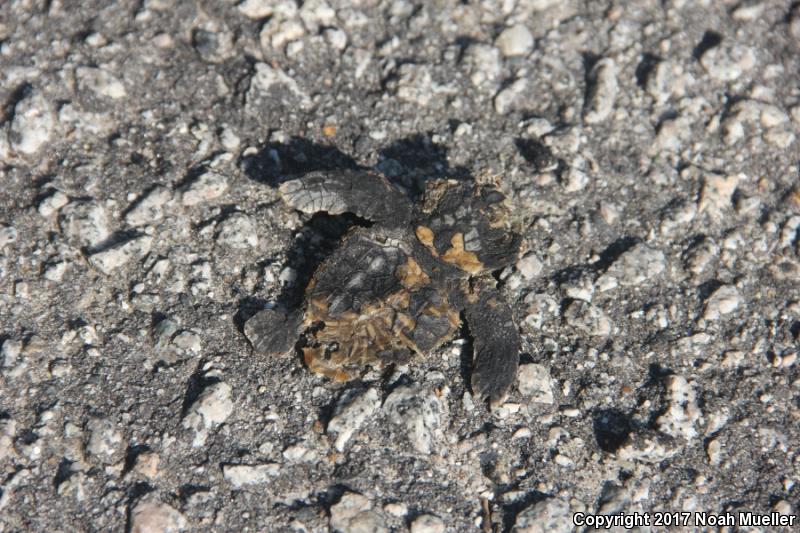 Loggerhead Sea Turtle (Caretta caretta)