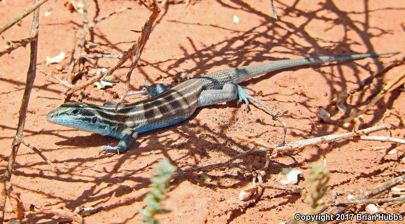 Pai Striped Whiptail (Aspidoscelis pai)